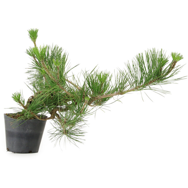 Pinus thunbergii, 24 cm, ± 15 anni