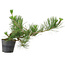 Pinus thunbergii, 24 cm, ± 15 jaar oud