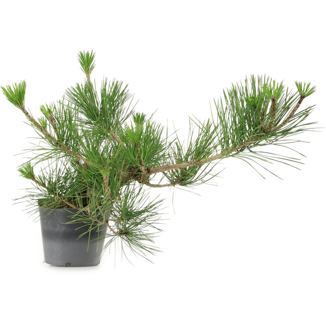 Pinus thunbergii, 24 cm, ± 15 years old