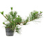 Pinus thunbergii, 24 cm, ± 15 jaar oud
