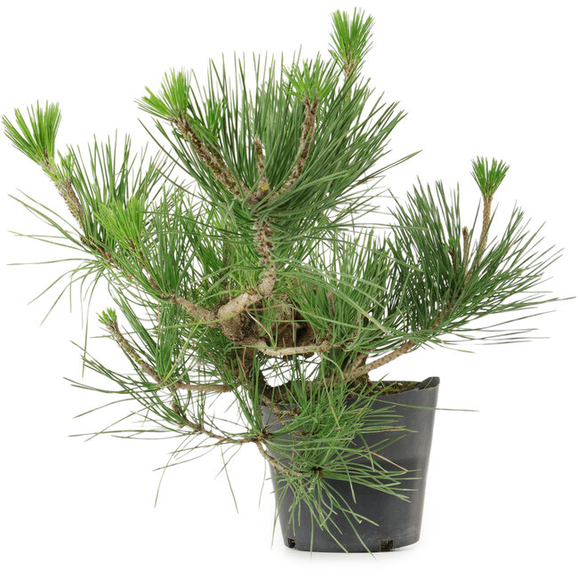 Pinus thunbergii, 24 cm, ± 15 jaar oud