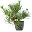 Pinus thunbergii, 24 cm, ± 15 años de edad