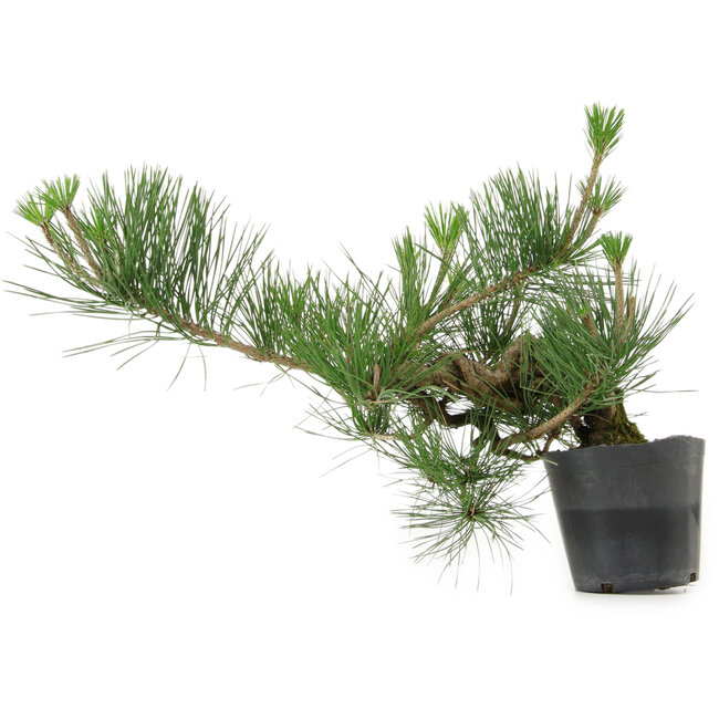 Pinus thunbergii, 24 cm, ± 15 ans