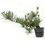 Pinus thunbergii, 24 cm, ± 15 jaar oud