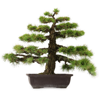 Pinus thunbergii, 55 cm, ± 50 años de edad