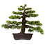 Pinus thunbergii, 55 cm, ± 50 años, con un nebari de 10 cm.