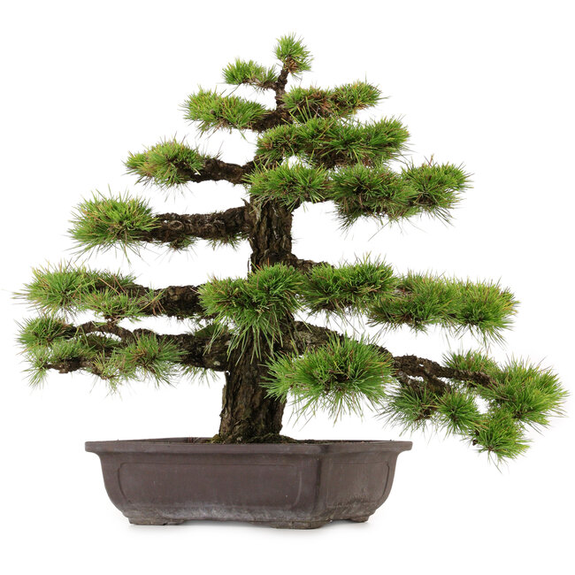 Pinus thunbergii, 55 cm, ± 50 anni, con nebari di 10 cm
