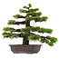 Pinus thunbergii, 55 cm, ± 50 años, con un nebari de 10 cm.