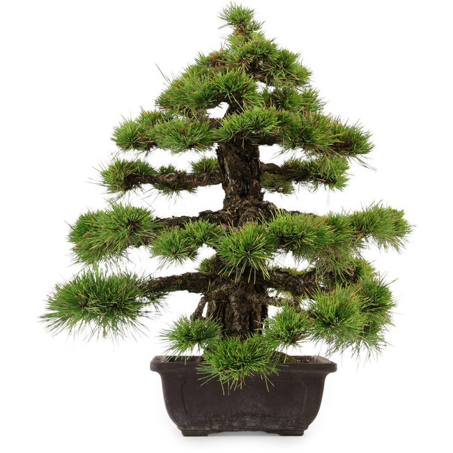 Pinus thunbergii, 55 cm, ± 50 years old, with a nebari of 10 cm