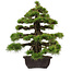 Pinus thunbergii, 55 cm, ± 50 years old, with a nebari of 10 cm