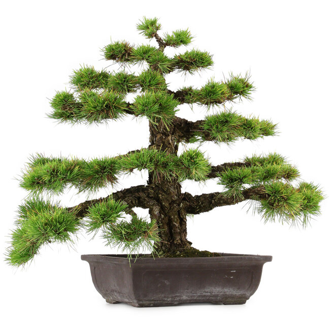 Pinus thunbergii, 55 cm, ± 50 años, con un nebari de 10 cm.