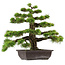 Pinus thunbergii, 55 cm, ± 50 ans, avec un nebari de 10 cm