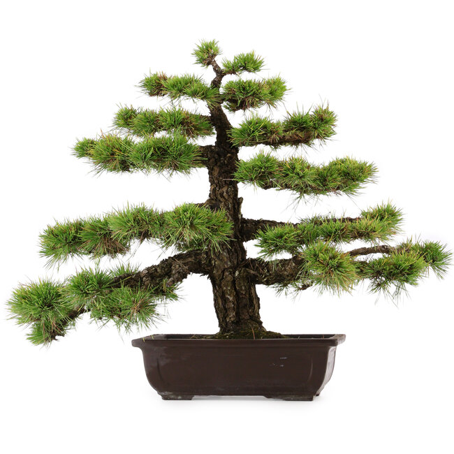 Pinus thunbergii, 55 cm, ± 50 years old, with a nebari of 10 cm