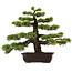 Pinus thunbergii, 55 cm, ± 50 años, con un nebari de 10 cm.
