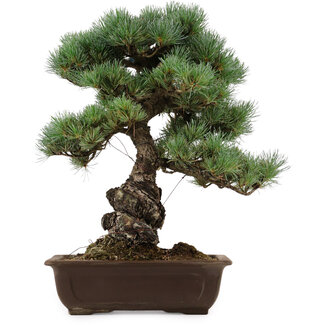 Pinus parviflora, 43 cm, ± 40 ans