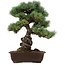 Pinus parviflora, 43 cm, ± 40 ans, avec un nebari de 9 cm