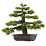 Pinus thunbergii, 55 cm, ± 50 años, con un nebari de 10 cm.