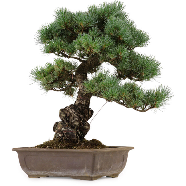Pinus parviflora, 43 cm, ± 40 ans, avec un nebari de 9 cm