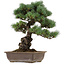 Pinus parviflora, 43 cm, ± 40 ans, avec un nebari de 9 cm