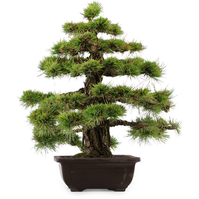 Pinus thunbergii, 55 cm, ± 50 anni, con nebari di 10 cm