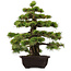 Pinus thunbergii, 55 cm, ± 50 jaar oud, met een nebari van 10 cm.