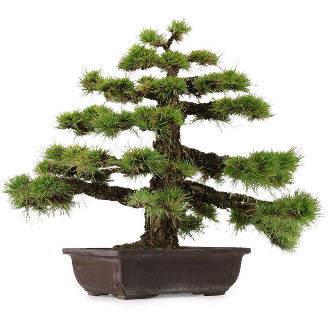 Pinus thunbergii, 55 cm, ca. 50 Jahre alt, mit einem Wurzelhals von 10 cm