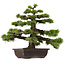 Pinus thunbergii, 55 cm, ca. 50 Jahre alt, mit einem Wurzelhals von 10 cm