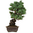 Pinus parviflora, 43 cm, ± 40 anni, con nebari di 9 cm