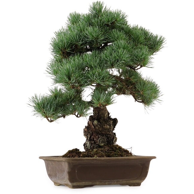 Pinus parviflora, 43 cm, ± 40 años de edad, con un nebari de 9 cm