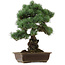 Pinus parviflora, 43 cm, ± 40 years old, with a nebari of 9 cm