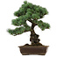Pinus parviflora, 43 cm, ± 40 years old, with a nebari of 9 cm