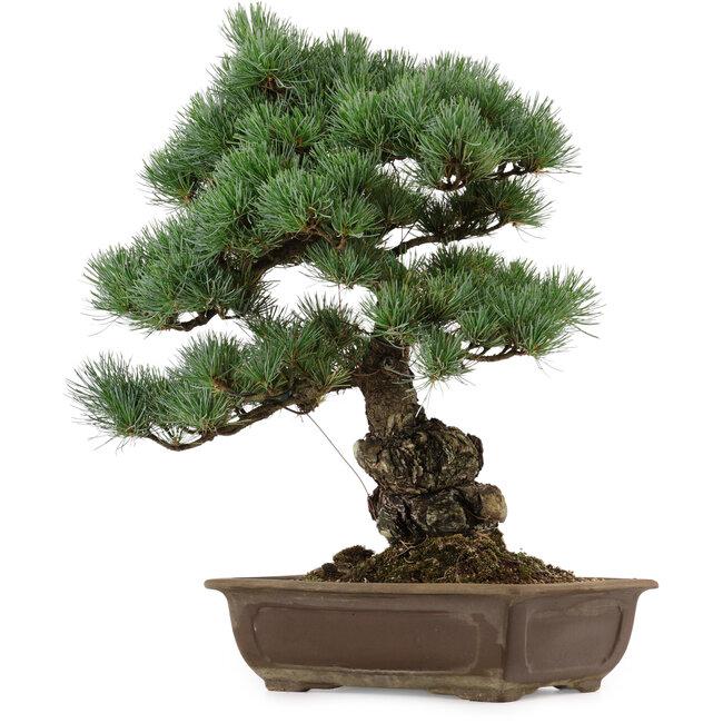 Pinus parviflora, 43 cm, ± 40 años de edad, con un nebari de 9 cm