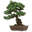 Pinus parviflora, 43 cm, ± 40 anni, con nebari di 9 cm