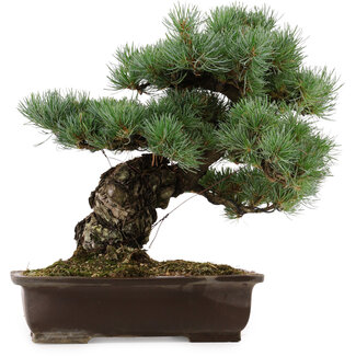 Pinus parviflora, 37 cm, ± 40 anni