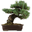 Pinus parviflora, 37 cm, ± 40 años, con un nebari de 11 cm, en una maceta rota.