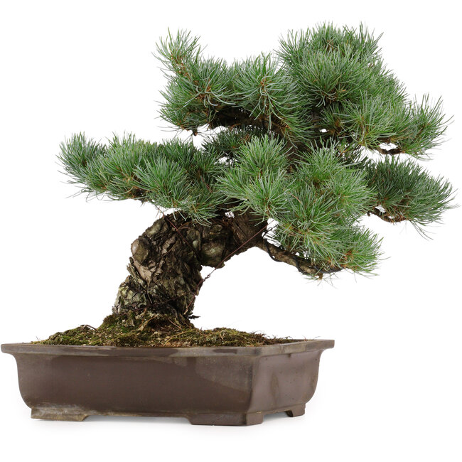 Pinus parviflora, 37 cm, ± 40 anni, con nebari di 11 cm, in un vaso rotto