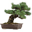 Pinus parviflora, 37 cm, environ 40 ans, avec un nebari de 11 cm, dans un pot cassé