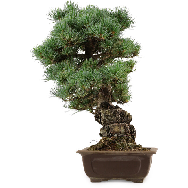 Pinus parviflora, 43 cm, ± 40 años de edad, con un nebari de 9 cm