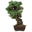 Pinus parviflora, 43 cm, ca. 40 Jahre alt, mit einem Wurzelansatz von 9 cm