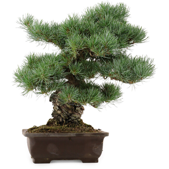 Pinus parviflora, 37 cm, ± 40 años, con un nebari de 11 cm, en una maceta rota.
