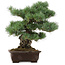 Pinus parviflora, 37 cm, ± 40 years old, with a nebari of 11 cm, in a broken pot