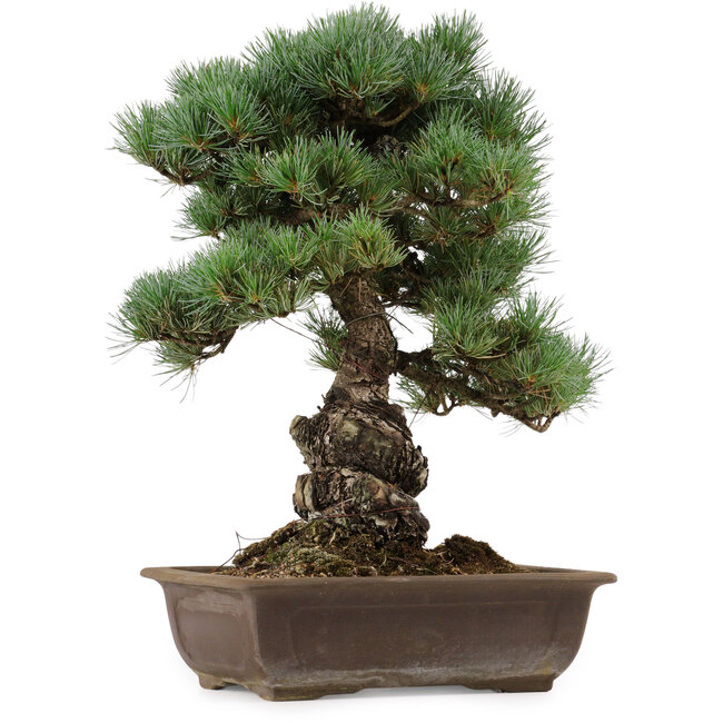 Pinus parviflora, 43 cm, ± 40 años de edad, con un nebari de 9 cm