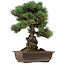 Pinus parviflora, 43 cm, ± 40 anni, con nebari di 9 cm