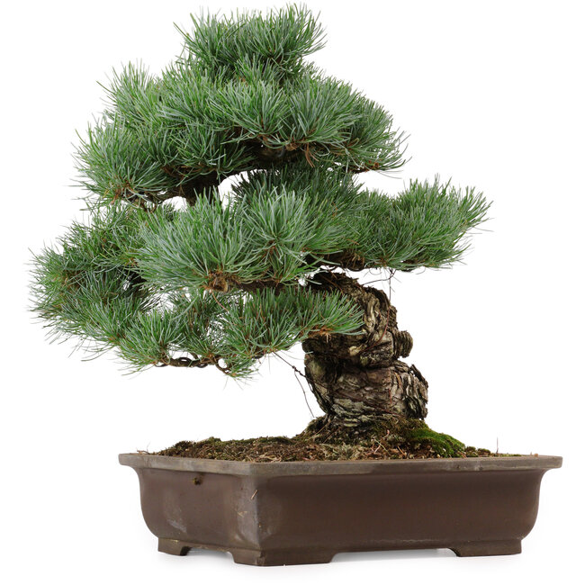 Pinus parviflora, 37 cm, ± 40 anni, con nebari di 11 cm, in un vaso rotto