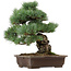 Pinus parviflora, 37 cm, ± 40 anni, con nebari di 11 cm, in un vaso rotto
