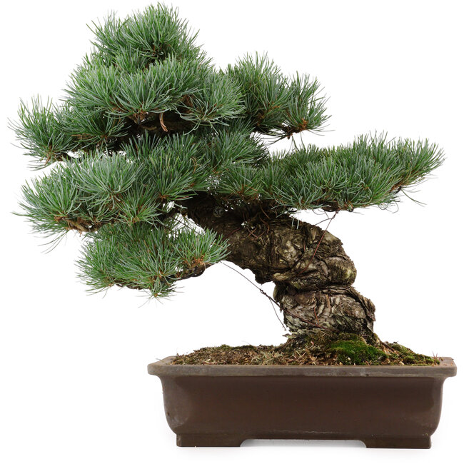 Pinus parviflora, 37 cm, ca. 40 Jahre alt, mit einem Wurzelansatz von 11 cm, in einem zerbrochenen Topf