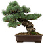 Pinus parviflora, 37 cm, ± 40 anni, con nebari di 11 cm, in un vaso rotto