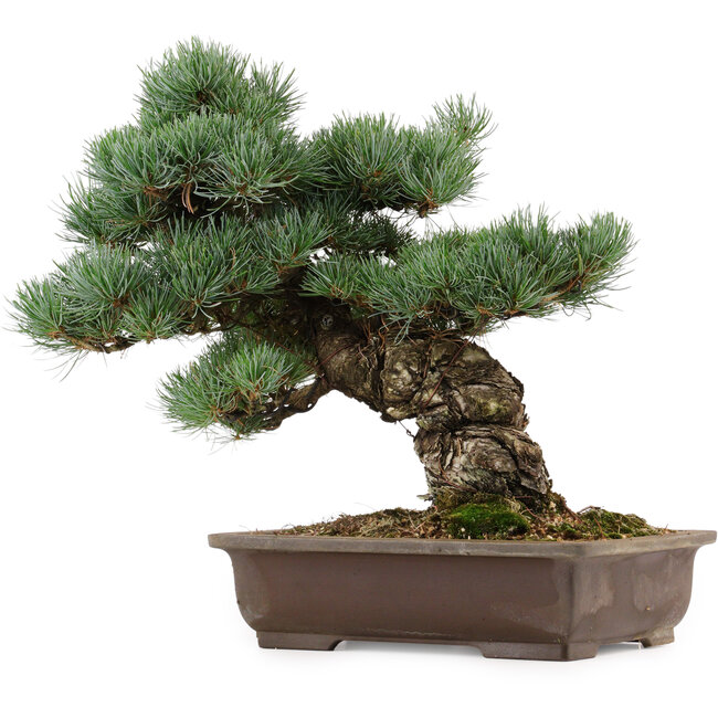 Pinus parviflora, 37 cm, ± 40 anni, con nebari di 11 cm, in un vaso rotto
