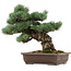 Pinus parviflora, 37 cm, ± 40 years old, with a nebari of 11 cm, in a broken pot