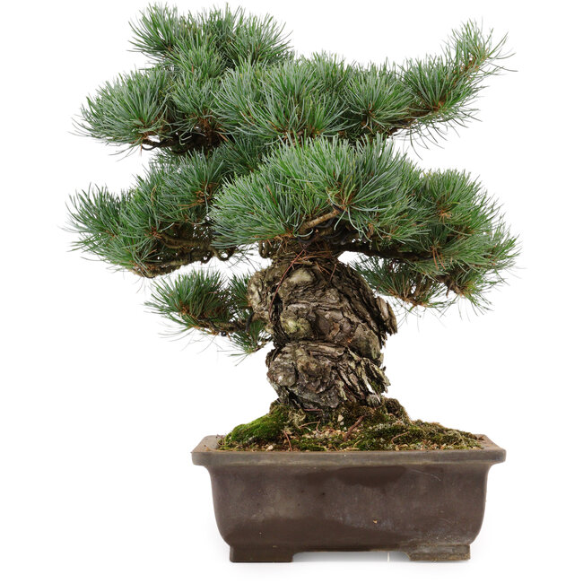 Pinus parviflora, 37 cm, ± 40 years old, with a nebari of 11 cm, in a broken pot